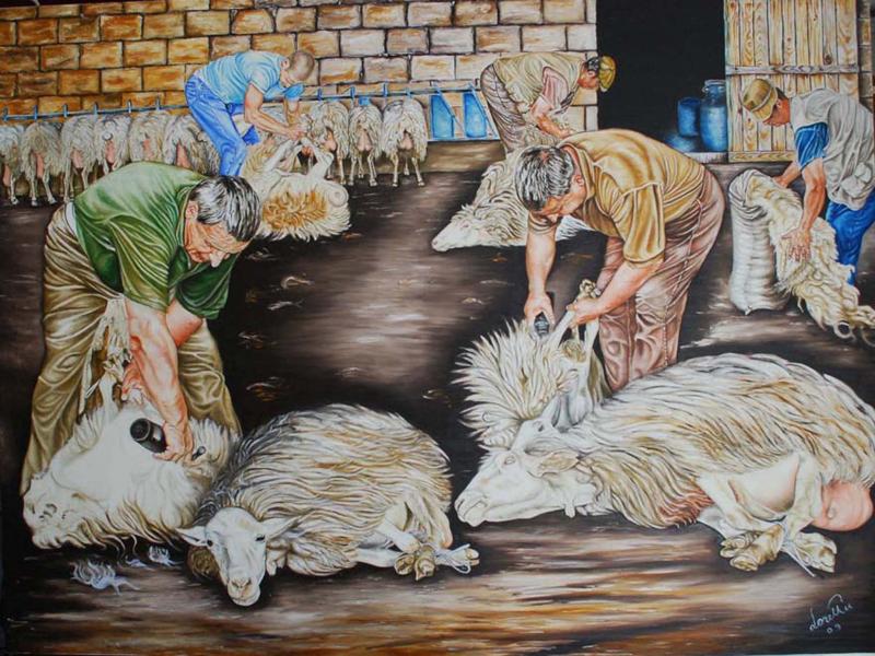 La tosatura delle pecore
